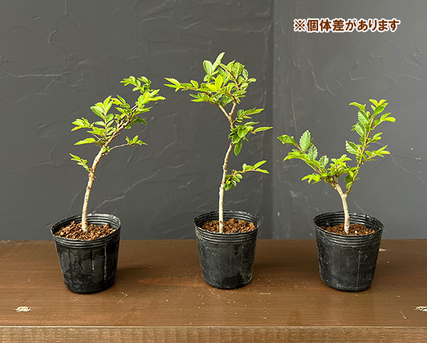 ケヤキの苗の商品一覧 通販 - Yahoo!ショッピング