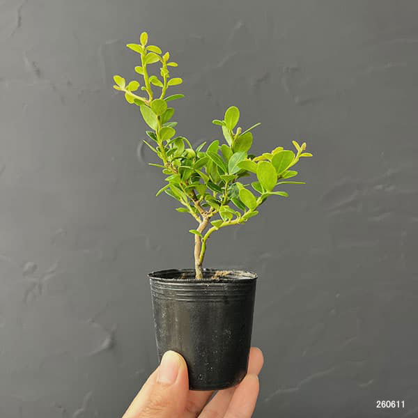 ツゲ（盆栽、苔玉） | 花、ガーデニング の商品一覧 通販 - Yahoo