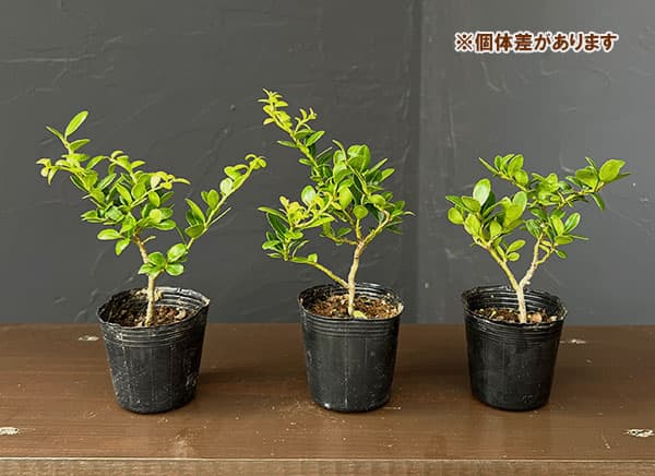 ツゲ（盆栽）｜盆栽、苔玉 | 花、ガーデニング のおすすめ人気商品一覧