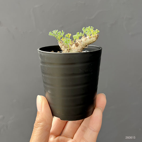 観葉植物 モンソニア ペニクリナム×ムルチフィ...の詳細画像1