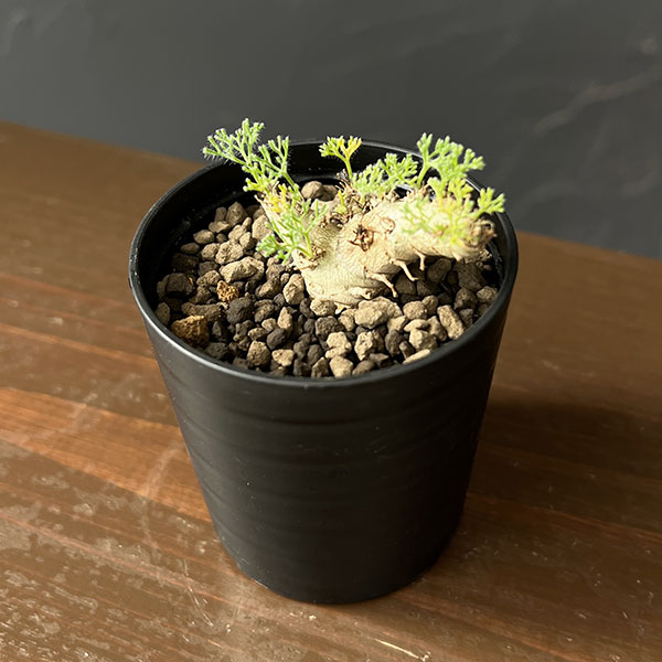 観葉植物 モンソニア ペニクリナム×ムルチフィ...の詳細画像2