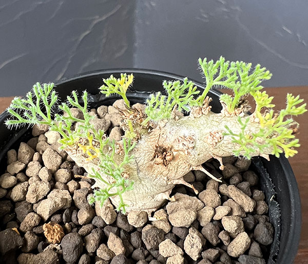 観葉植物 モンソニア ペニクリナム×ムルチフィ...の詳細画像3