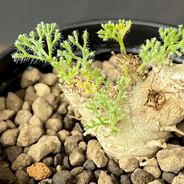 観葉植物 モンソニア ペニクリナム×ムルチフィ...の詳細画像4