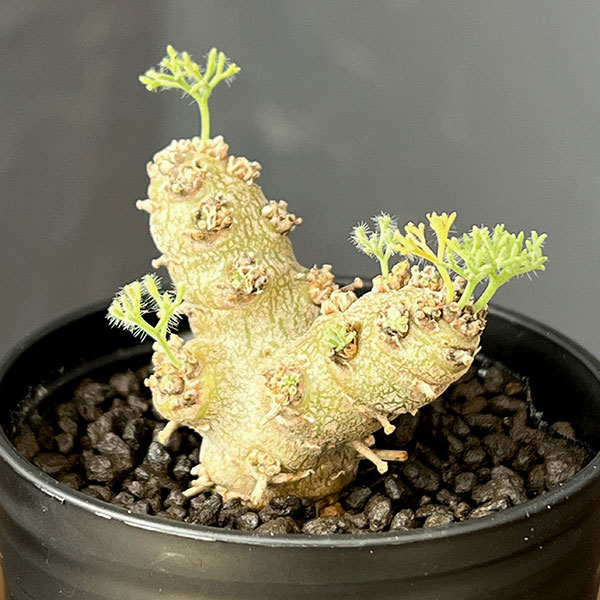 観葉植物 モンソニア ペニクリナム×ムルチフィ...の詳細画像5