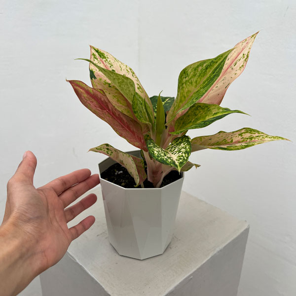 アグラオネマ レッドアーミー（観葉植物） | 花、ガーデニング の商品