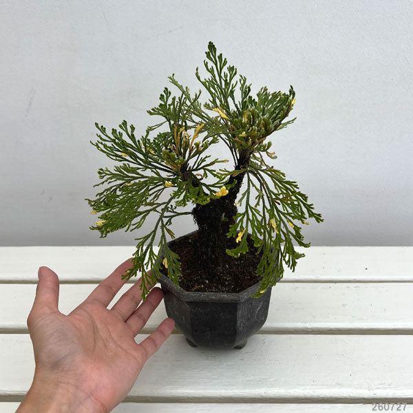 山野草の苗 イワヒバ(イワマツ) おまかせ盆栽...の詳細画像1
