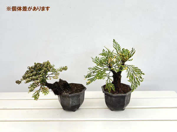 山野草の苗 イワヒバ(イワマツ) おまかせ盆栽...の詳細画像2
