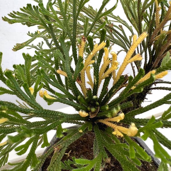 山野草の苗 イワヒバ(イワマツ) おまかせ盆栽...の詳細画像4