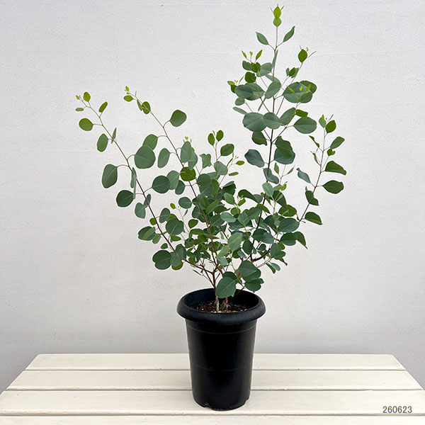 ユーカリ ポポラス（苗木、植木） | 花、ガーデニング の商品一覧 通販