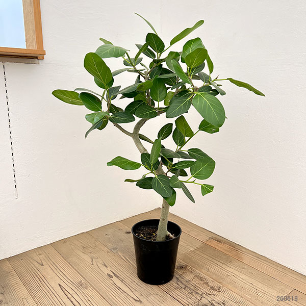 観葉植物 フィカス ベンガレンシス 7号26-05 : 園芸ネット - 通販