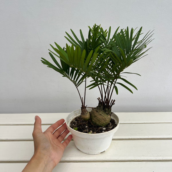⭐︎希少 子株多数 蘇鉄 ソテツ 蘇轍 観葉植物 ⭐︎ 観葉植物ソテツ（常緑樹の植木、庭木）｜苗木、植木 | 花