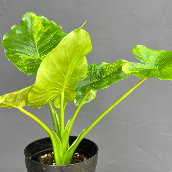 アロカシア オドラ（観葉植物） | 花、ガーデニング の商品一覧 通販