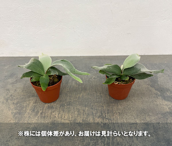 ビカクシダ ウィリンキー ドワーフの商品一覧 通販 - Yahoo!ショッピング