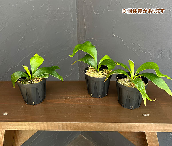 ビカクシダ コロナリウムのおすすめ人気商品一覧 通販 - Yahoo