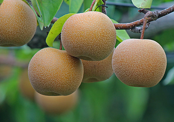 果樹の苗 ナシ(梨) チョウジュウロウ(長十郎...の詳細画像5