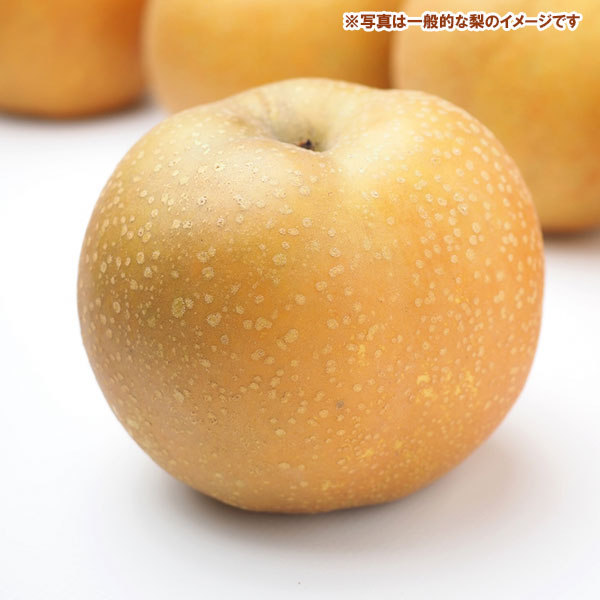 果樹の苗 ナシ(梨) チョウジュウロウ(長十郎...の詳細画像2