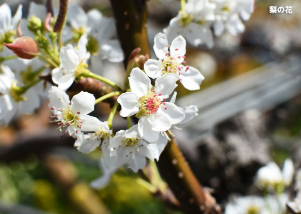 果樹の苗 ナシ(梨) チョウジュウロウ(長十郎...の詳細画像4
