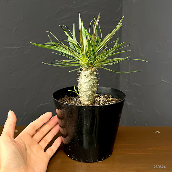 グラキリスの商品一覧 通販 - Yahoo!ショッピング