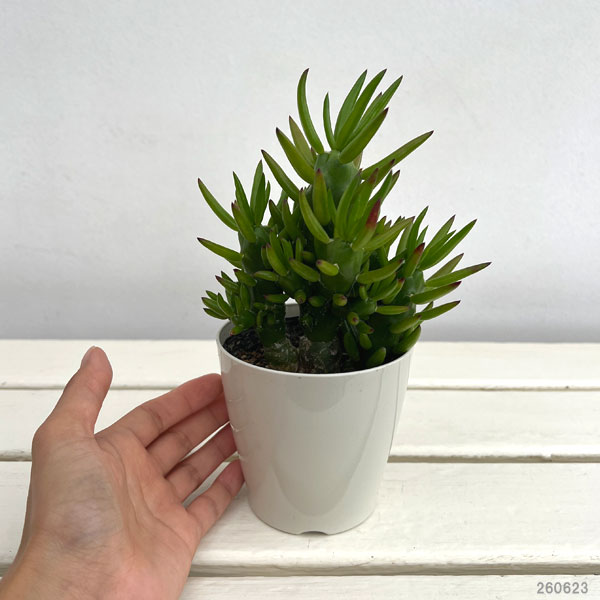 観葉植物 サボテン アウストロキリンドロプンチ...の詳細画像1