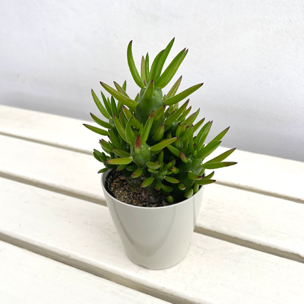 観葉植物 サボテン アウストロキリンドロプンチ...の詳細画像2