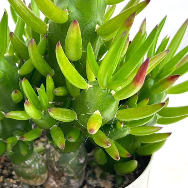 観葉植物 サボテン アウストロキリンドロプンチ...の詳細画像3