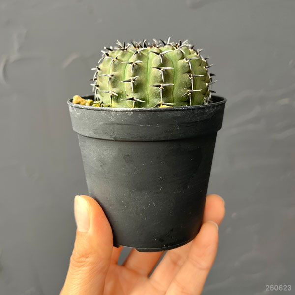 観葉植物 サボテン ギムノカリキウム 黒刺鳳頭...の詳細画像1