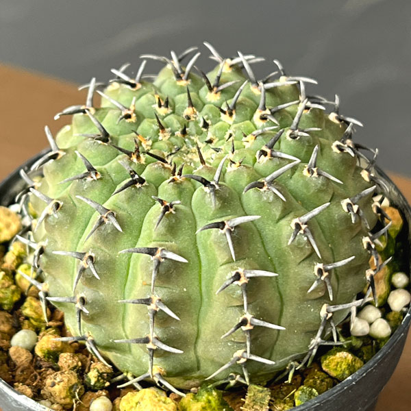 観葉植物 サボテン ギムノカリキウム 黒刺鳳頭...の詳細画像3