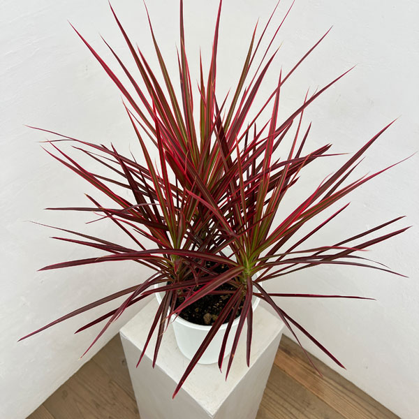 ドラセナ カンボジアーナ（観葉植物） | 花、ガーデニング の商品一覧