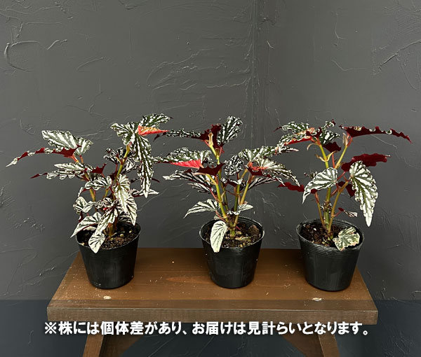 観葉植物 ベゴニア スポットライトダーク 3....の詳細画像3
