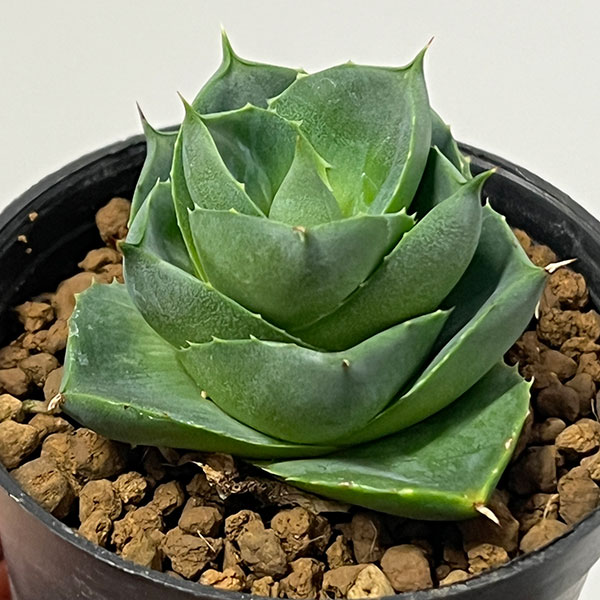 ブルーアガベ（観葉植物） | 花、ガーデニング のおすすめ人気商品一覧