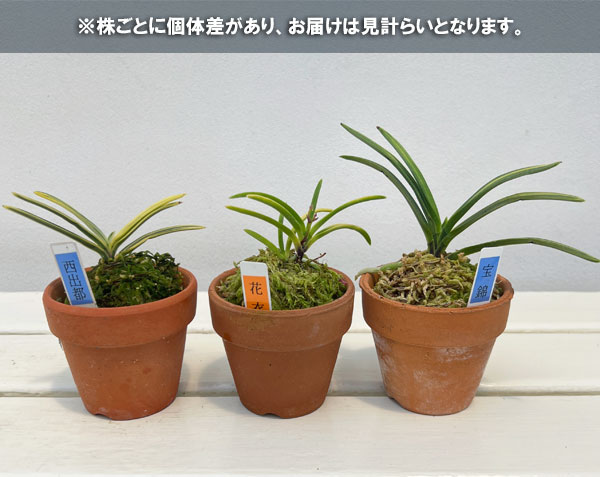 富貴蘭の商品一覧 通販 - Yahoo!ショッピング
