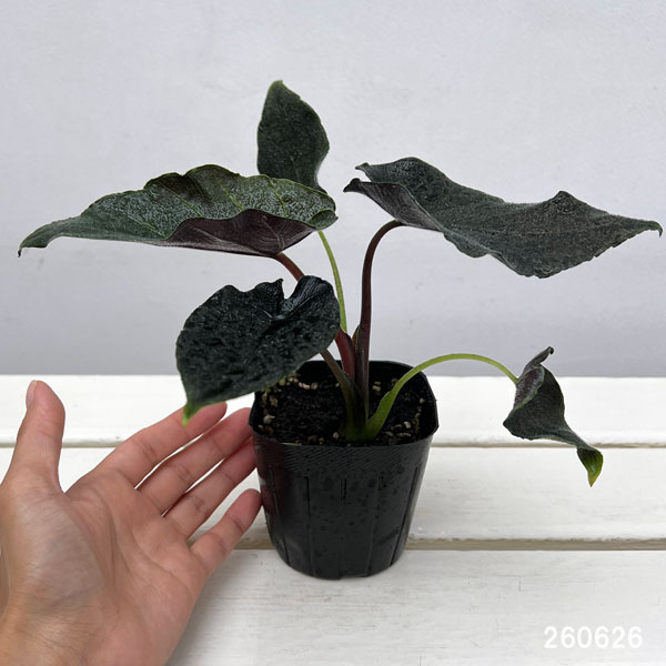 アロカシア オドラ（観葉植物） | 花、ガーデニング の商品一覧 通販