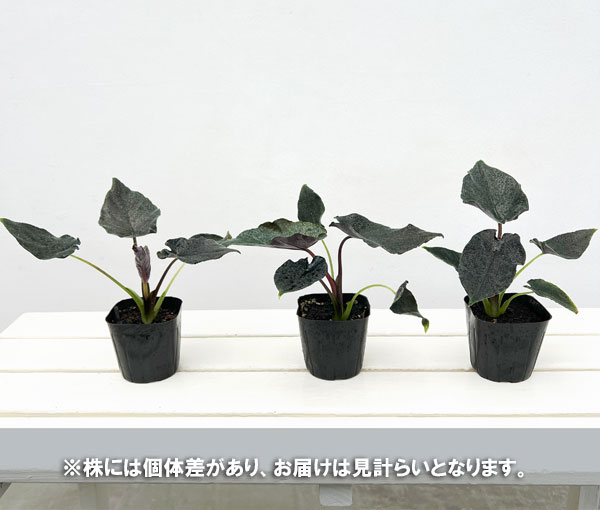 アロカシア オドラ（観葉植物） | 花、ガーデニング の商品一覧 通販