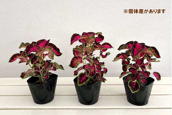 草花の苗 サマーセール (わけあり特価)コリウ...の詳細画像3