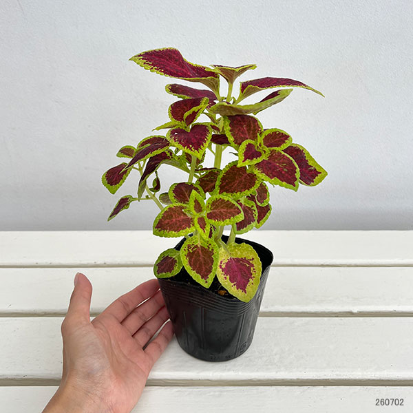 草花の苗 サマーセール (わけあり特価)コリウ...の詳細画像1