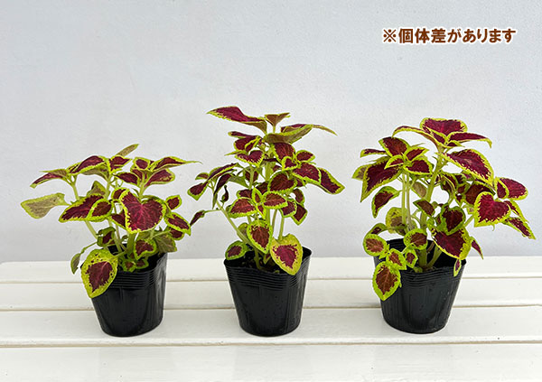 草花の苗 サマーセール (わけあり特価)コリウ...の詳細画像3