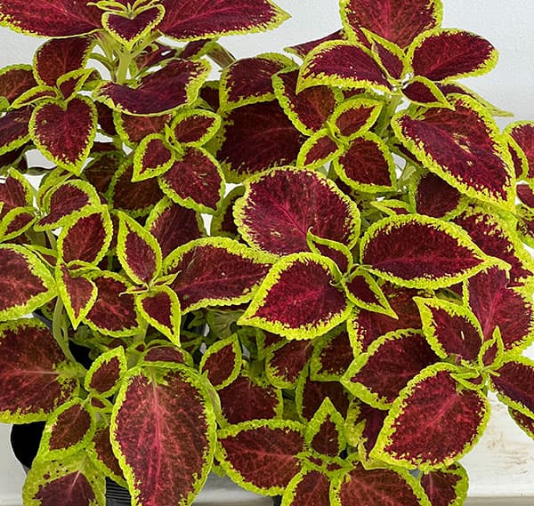 草花の苗 サマーセール (わけあり特価)コリウ...の詳細画像4