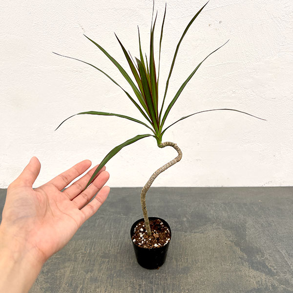 観葉植物（観葉植物種類：ユッカ）｜花、ガーデニング おすすめ人気