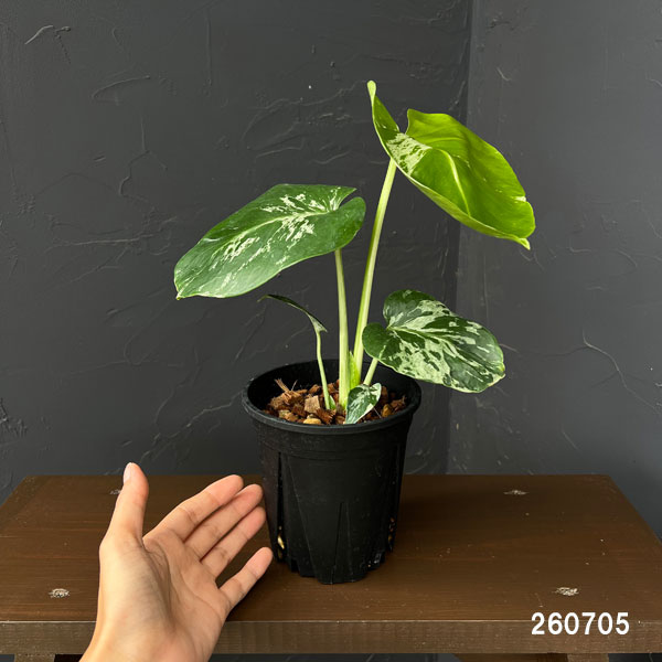 観葉植物 モンステラ デリシオーサ バルバソー 4号ポット : 園芸ネット