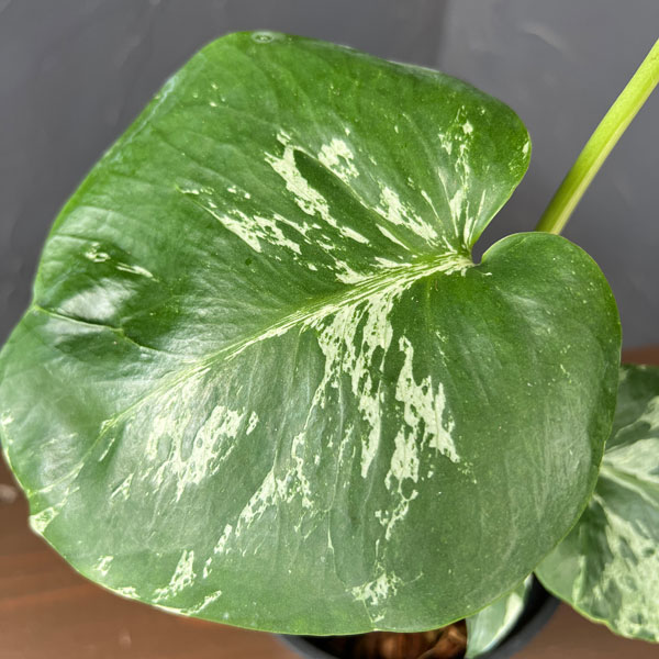 観葉植物 モンステラ デリシオーサ バルバソー 4号ポット : 園芸ネット