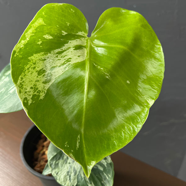 観葉植物 モンステラ デリシオーサ バルバソー 4号ポット : 園芸ネット
