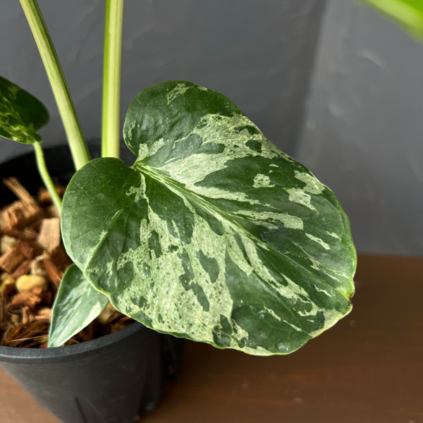 観葉植物 モンステラ デリシオーサ バルバソー 4号ポット : 園芸ネット