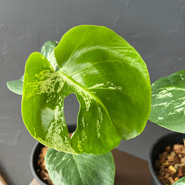 観葉植物 モンステラ デリシオーサ バルバソー 4号ポット : 園芸ネット