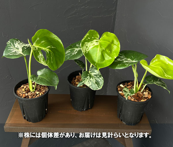 観葉植物 モンステラ デリシオーサ バルバソー 4号ポット : 園芸ネット