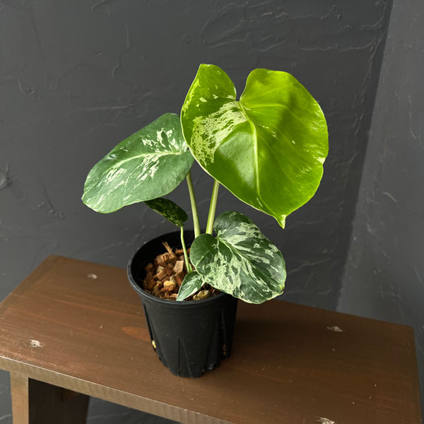 観葉植物 モンステラ デリシオーサ バルバソー 4号ポット : 園芸ネット