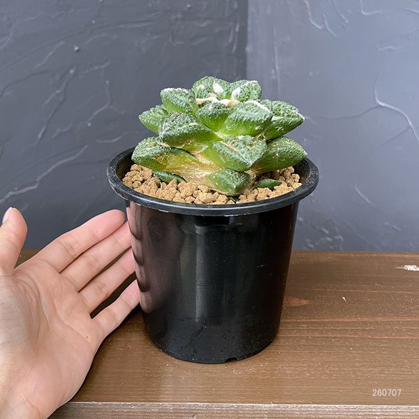 観葉植物 アリオカルプス 亀甲牡丹 ゴジラ(実...の詳細画像1