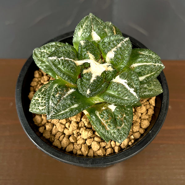 観葉植物 アリオカルプス 亀甲牡丹 ゴジラ(実...の詳細画像2