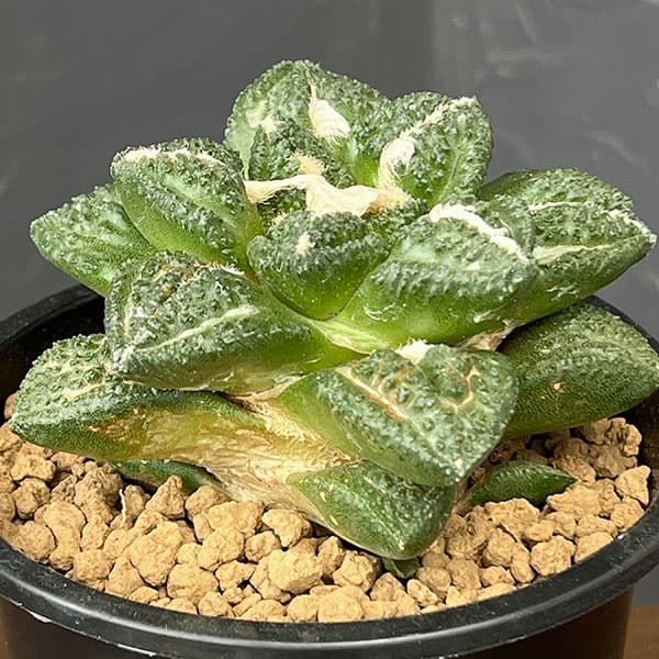 観葉植物 アリオカルプス 亀甲牡丹 ゴジラ(実...の詳細画像4