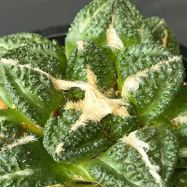 観葉植物 アリオカルプス 亀甲牡丹 ゴジラ(実...の詳細画像3