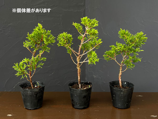 ミニ盆栽 真柏のおすすめ人気商品一覧 通販 - Yahoo!ショッピング